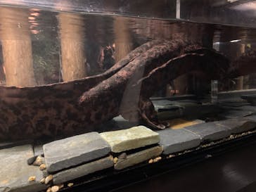 京都水族館に投稿された画像（2020/11/23）