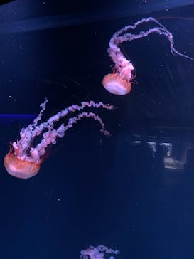京都水族館に投稿された画像（2020/11/23）