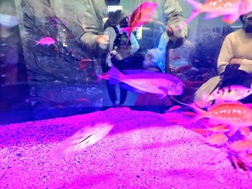 伊豆・三津シーパラダイスに投稿された画像（2020/11/23）