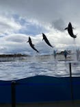 京都水族館に投稿された画像（2020/11/23）