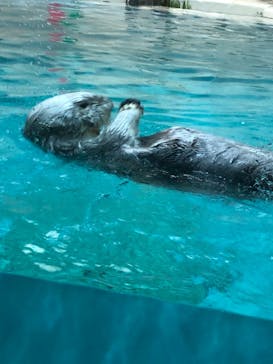 鳥羽水族館に投稿された画像（2020/11/23）