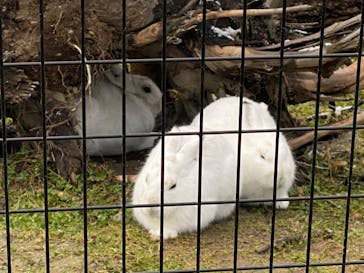 旭川市旭山動物園に投稿された画像（2020/11/23）