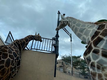 旭川市旭山動物園に投稿された画像（2020/11/23）