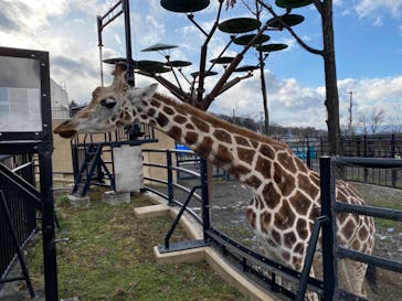 旭川市旭山動物園に投稿された画像（2020/11/23）