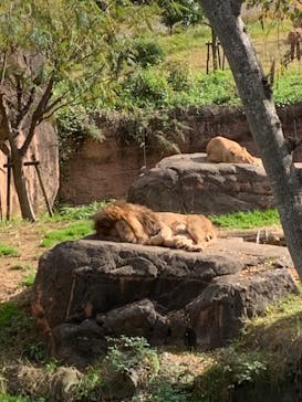 天王寺動物園に投稿された画像（2020/11/23）