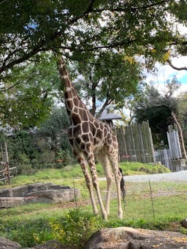 天王寺動物園に投稿された画像（2020/11/23）