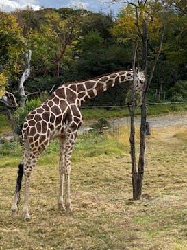 天王寺動物園に投稿された画像（2020/11/23）