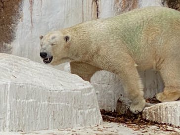 天王寺動物園に投稿された画像（2020/11/23）