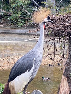 天王寺動物園に投稿された画像（2020/11/23）