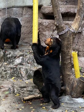 天王寺動物園に投稿された画像（2020/11/23）