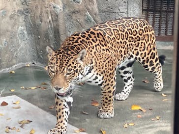天王寺動物園に投稿された画像（2020/11/23）