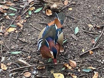 天王寺動物園に投稿された画像（2020/11/23）