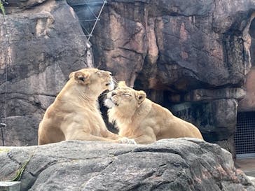天王寺動物園に投稿された画像（2020/11/23）