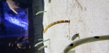 すみだ水族館に投稿された画像（2020/11/23）