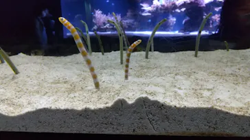 すみだ水族館に投稿された画像（2020/11/23）