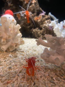 しながわ水族館に投稿された画像（2020/11/23）