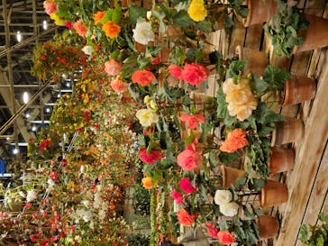 なばなの里に投稿された画像（2020/11/23）