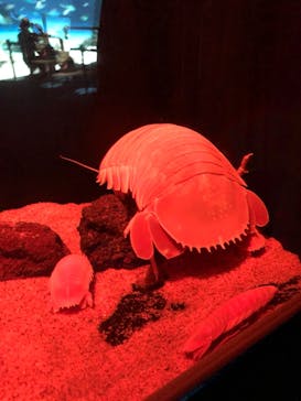 サンシャイン水族館に投稿された画像（2020/11/23）