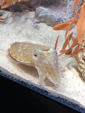 サンシャイン水族館に投稿された画像（2020/11/23）