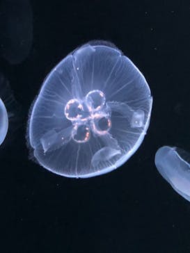 サンシャイン水族館に投稿された画像（2020/11/23）