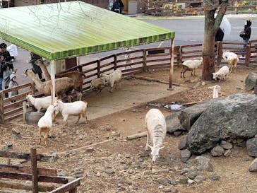 秋吉台自然動物公園 サファリランドに投稿された画像（2020/11/23）