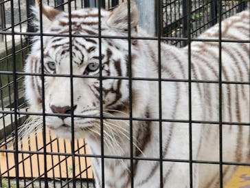 秋吉台自然動物公園 サファリランドに投稿された画像（2020/11/23）