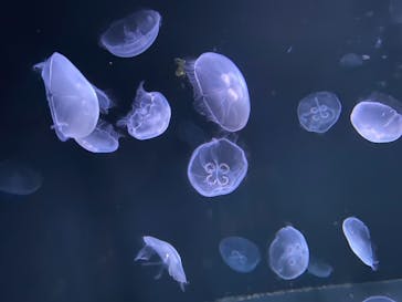 サンシャイン水族館に投稿された画像（2020/11/23）