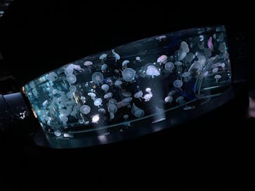 京都水族館に投稿された画像（2020/11/23）