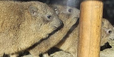 天王寺動物園に投稿された画像（2020/11/23）