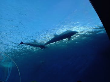 横浜・八景島シーパラダイスに投稿された画像（2020/11/23）