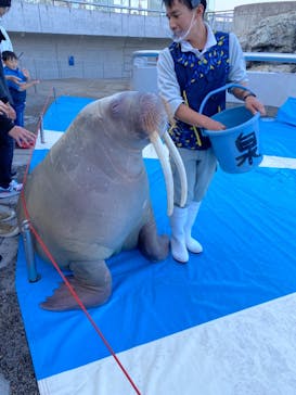大分マリーンパレス水族館 「うみたまご」に投稿された画像（2020/11/23）