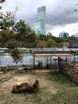 天王寺動物園に投稿された画像（2020/11/23）