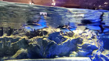 すみだ水族館に投稿された画像（2020/11/23）