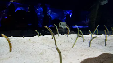 すみだ水族館に投稿された画像（2020/11/23）