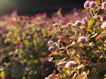 神戸布引ハーブ園／ロープウェイに投稿された画像（2020/11/23）
