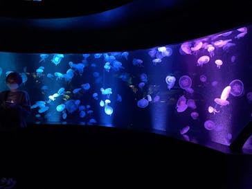 京都水族館に投稿された画像（2020/11/23）