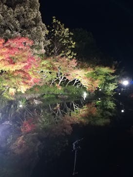 なばなの里に投稿された画像（2020/11/23）