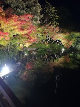 なばなの里に投稿された画像（2020/11/23）