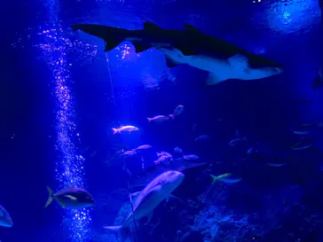 すみだ水族館に投稿された画像（2020/11/23）