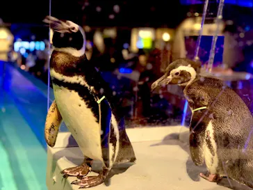 すみだ水族館に投稿された画像（2020/11/23）