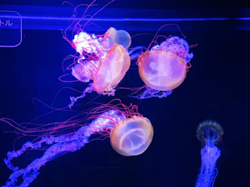 すみだ水族館に投稿された画像（2020/11/23）