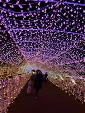 東京メガイルミに投稿された画像（2020/11/23）