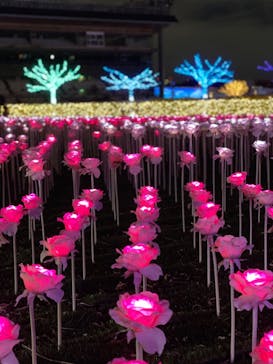 東京メガイルミに投稿された画像（2020/11/23）