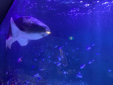 横浜・八景島シーパラダイスに投稿された画像（2020/11/23）