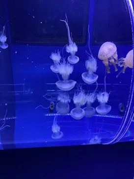 すみだ水族館に投稿された画像（2020/11/23）