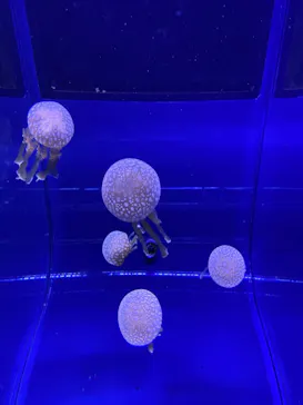 すみだ水族館に投稿された画像（2020/11/23）