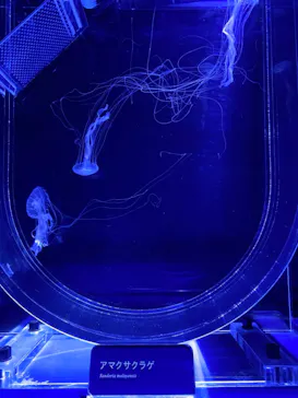 すみだ水族館に投稿された画像（2020/11/23）