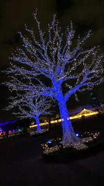 東京メガイルミに投稿された画像（2020/11/23）