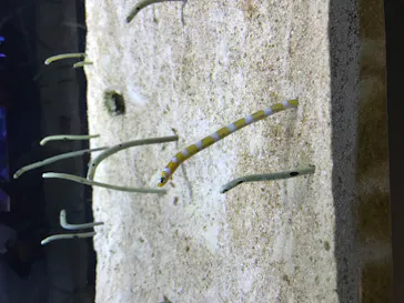 すみだ水族館に投稿された画像（2020/11/23）