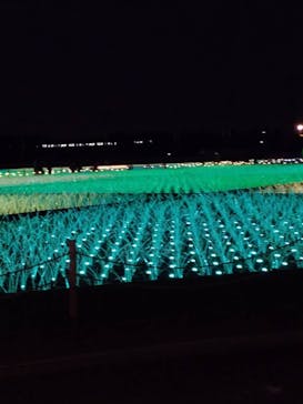 東京メガイルミに投稿された画像（2020/11/23）